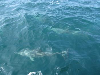 イルカウォッチング イルカウォッチング