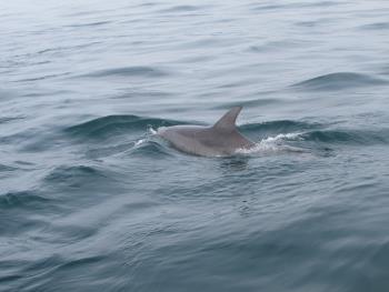 イルカウォッチング イルカウォッチング