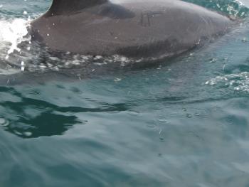 イルカウォッチング イルカウォッチング