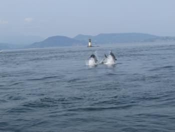イルカウォッチング イルカウォッチング