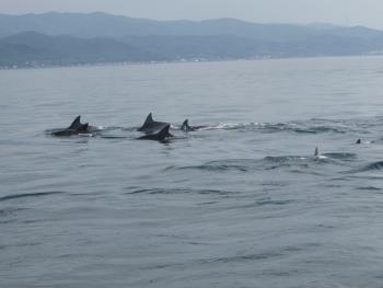 イルカウォッチング イルカウォッチング