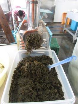 クロメ作業 クロメ作業