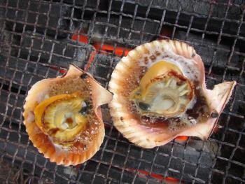 ヒオウギ貝 ヒオウギ貝